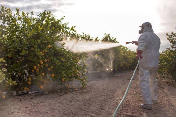 Best Termite Control Services  in Bokeelia, FL