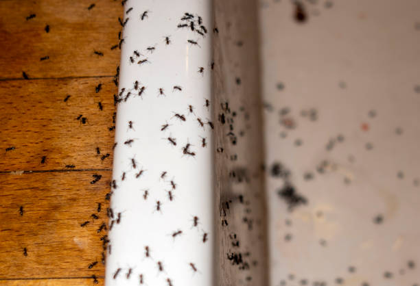 Best Pest Control Near Me in Bokeelia, FL