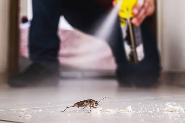 Best Spider Control Near Me  in Bokeelia, FL